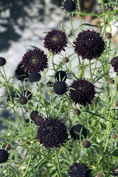 Driakiew purpurowa (Scabiosa atropurpurea)