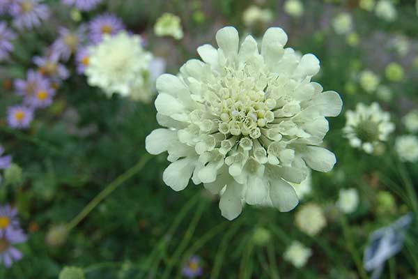 Driakiew żółta, driakiew żółtawa (Scabiosa ochroleuca)