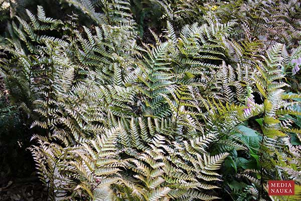  (Dryopteris erythrosora)