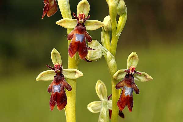 Dwulistnik muszy (Ophrys insectifera)