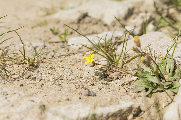 Dwurząd murowy (Diplotaxis muralis)