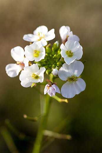 Dwurząd rokiettowaty (Diplotaxis erucoides)