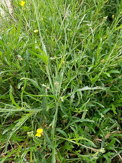 Dwurząd wąskolistny (Diplotaxis tenuifolia)