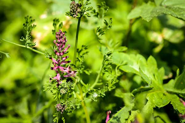 Dymnica pospolita (Fumaria officinalis)