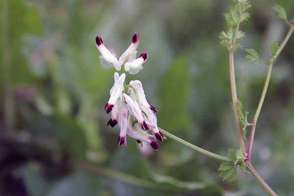 Dymnica wielkokwiatowa (Fumaria capreolata)