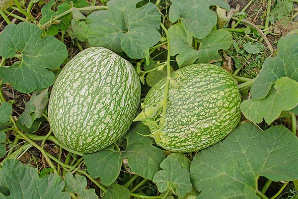 Dynia figolistna (Cucurbita ficifolia)