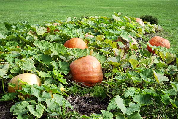 Dynia olbrzymia (Cucurbita maxima)