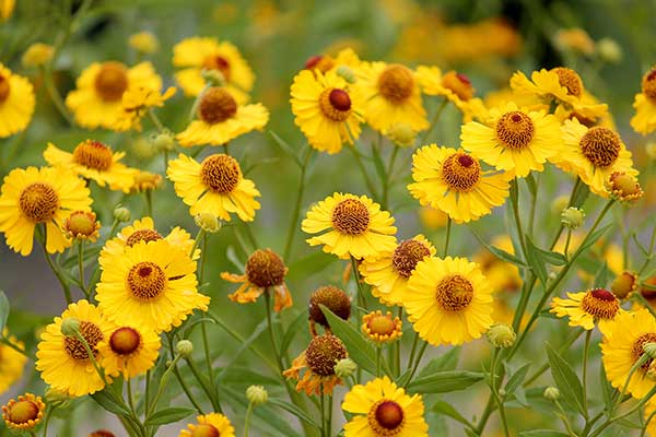 Dzielżan jesienny (Helenium autumnale)