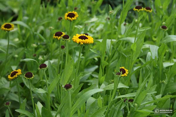 Dzielżan ogrodowy (Helenium ×hybridum)