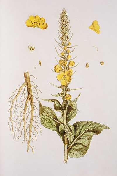 Dziewanna drobnokwiatowa (Verbascum thapsus)