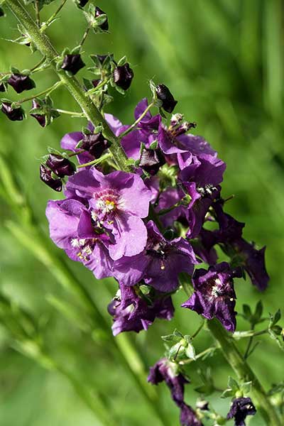 Dziewanna fioletowa (Verbascum phoeniceum)