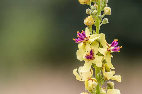 Dziewanna pospolita (Verbascum nigrum)