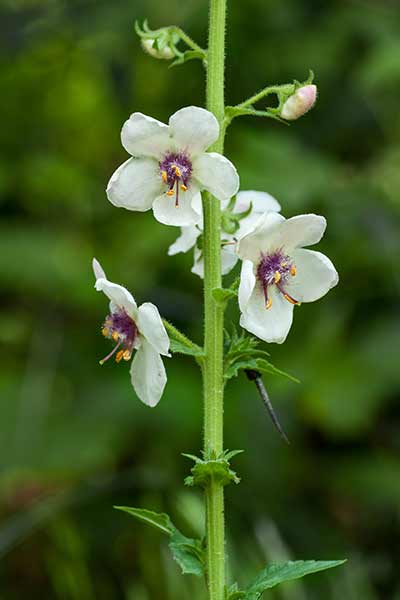 Dziewanna rdzawa (Verbascum blattaria)