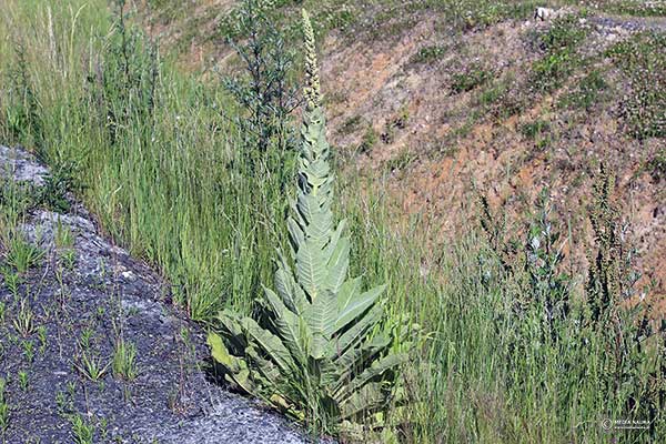 Dziewanna wielkokwiatowa (Verbascum densi-florum)