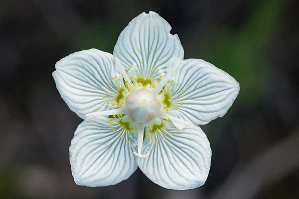 Dziewięciornik błotny (Parnassia palustris)