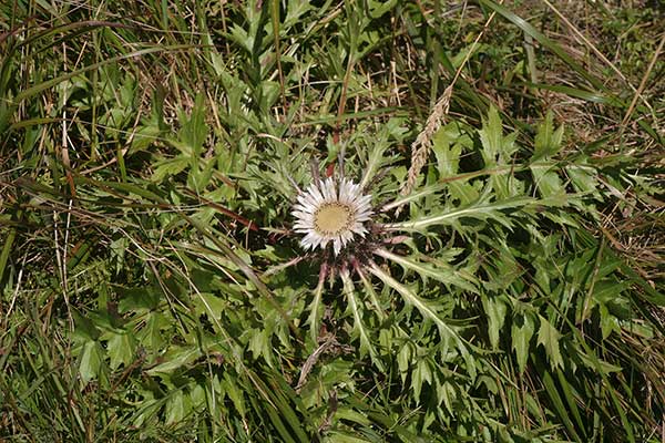 Dziewięćsił bezłodygowy (Carlina acaulis)