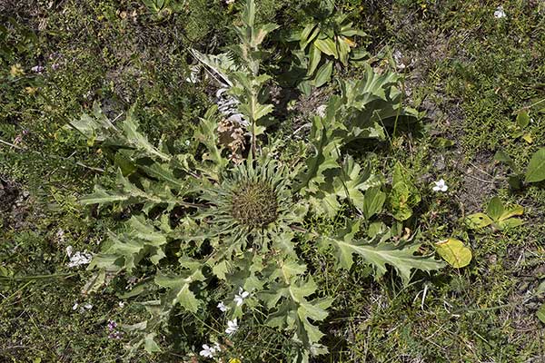 Dziewięćsił popłocholistny (Carlina onopordifolia)