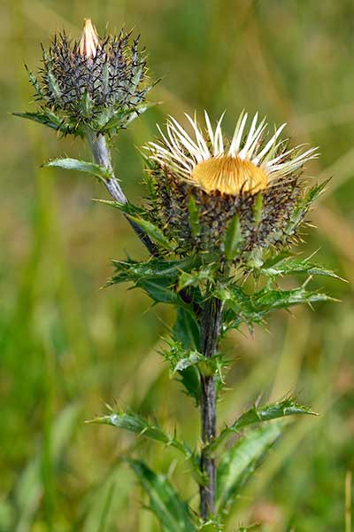 Dziewięćsił pospolity (Carlina vulgaris)