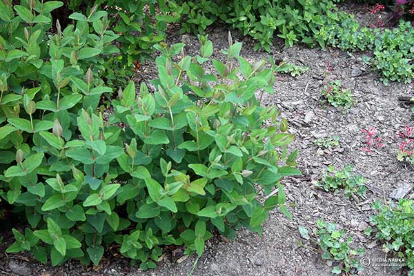 Dziurawiec bezwonny (Hypericum ×inodorum)