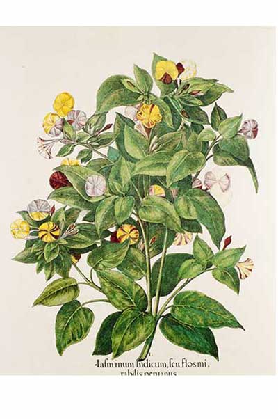 Dziwaczek Jalapa (Mirabilis jalapa)