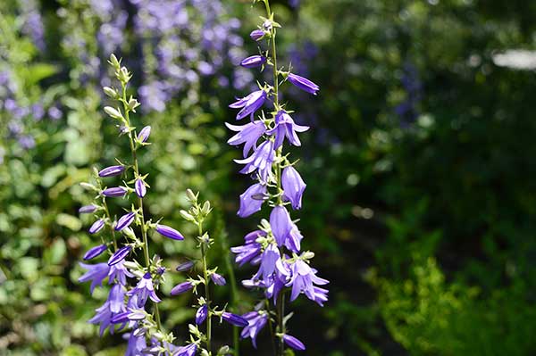 Dzwonek boloński (Campanula bononiensis)