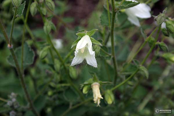 Dzwonek czosnaczkolistny (Campanula alliariifolia)