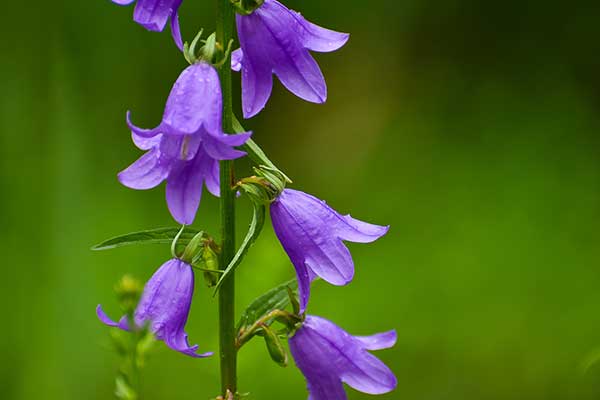 Dzwonek jednostronny (Campanula rapunculoides)