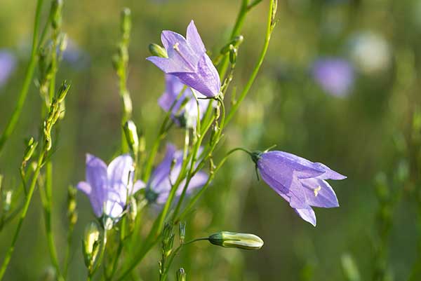 Dzwonek okrągłolistny (Campanula rotundifolia)