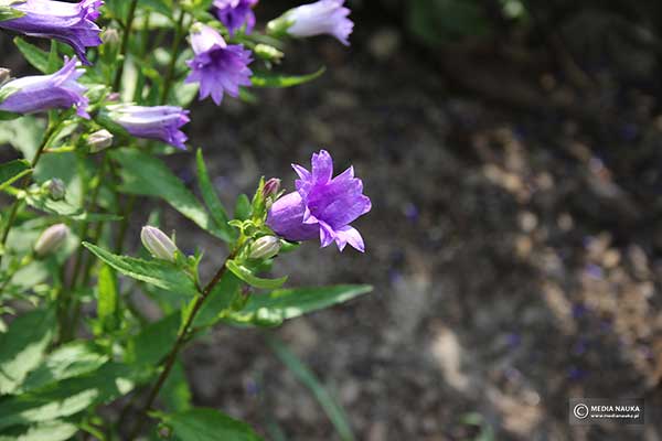 Dzwonek pokrzywolistny (Campanula trachelium)