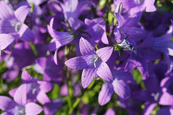 Dzwonek rozpierzchły (Campanula patula)