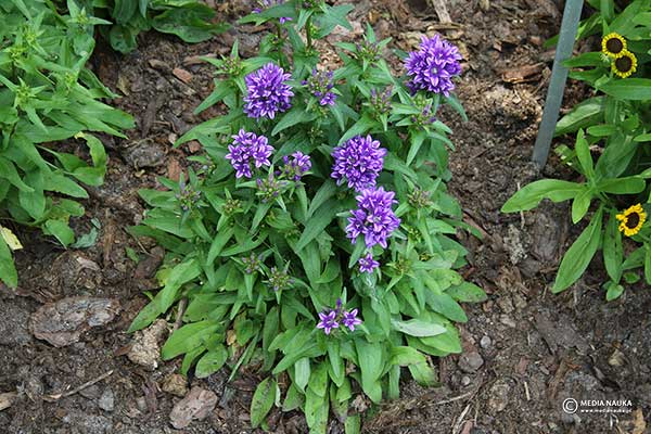 Dzwonek skupiony (Campanula glomerata)