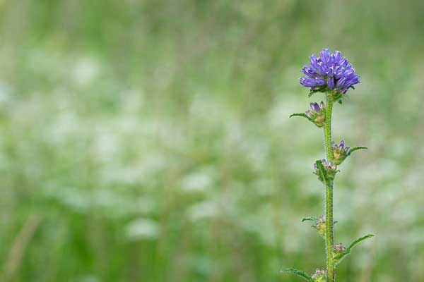 Dzwonek szczeciniasty (Campanula cervicaria)