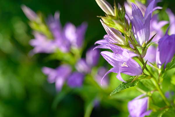 Dzwonek szerokolistny (Campanula latifolia)