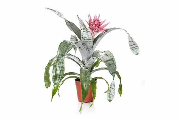 Echmea wstęgowata (Aechmea fasciata)