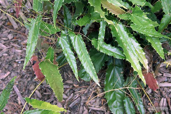 Epimedium Sphinx Twinkler (Epimedium)