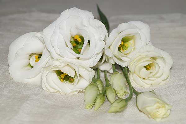 Eustoma wielkokwiatowa, (Eustoma grandiflorum)