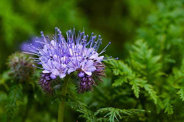 Facelia wrotyczolistna, facelia błękitna (Phacelia tanacetifolia)