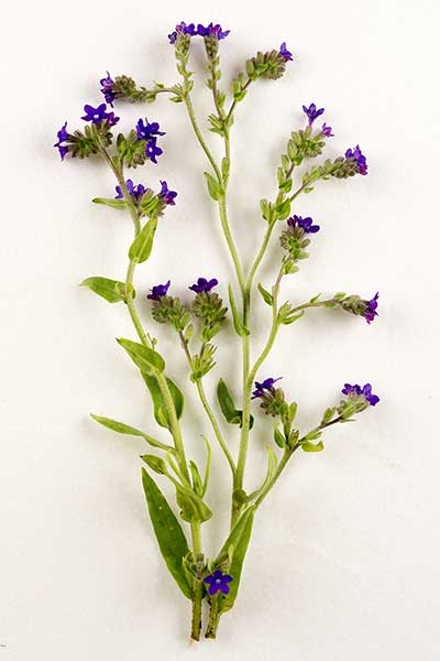 Farbownik lekarski (Anchusa officinalis)