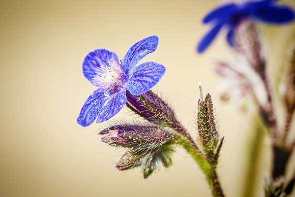 Farbownik polny, krzywoszyj polny (Anchusa arvensis)