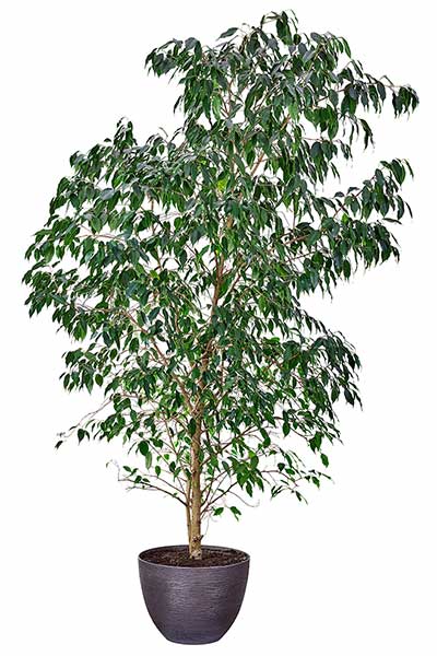 Figowiec benjamina (Ficus benjamina)