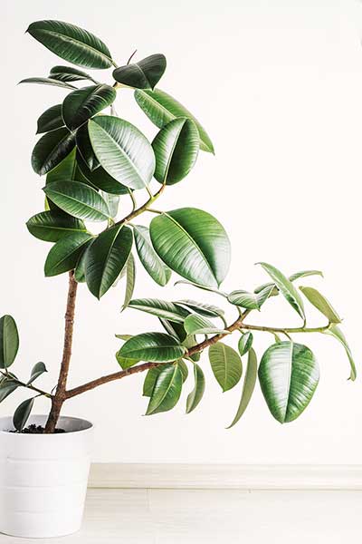 Figowiec sprężysty  (Ficus elastica)