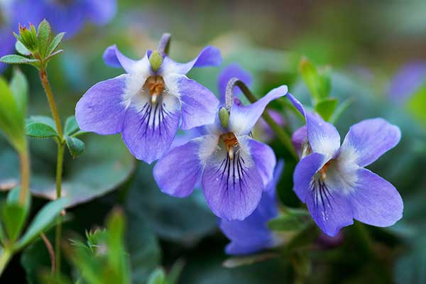 Fiołek bławatkowy (Viola suavis)