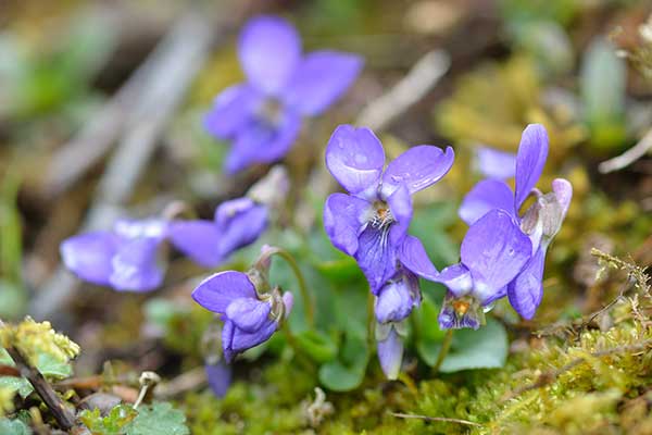 Fiołek leśny (Viola reichenbachiana)