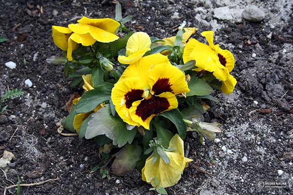 Fiołek ogrodowy, bratek ogrodowy, bratek (Viola ×wittrockiana)