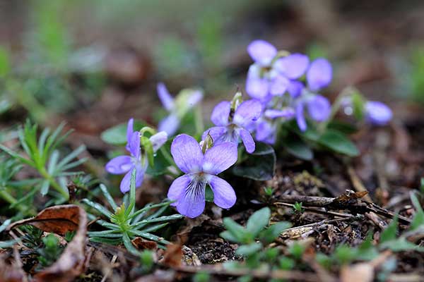 Fiołek pagórkowy (Viola collina)