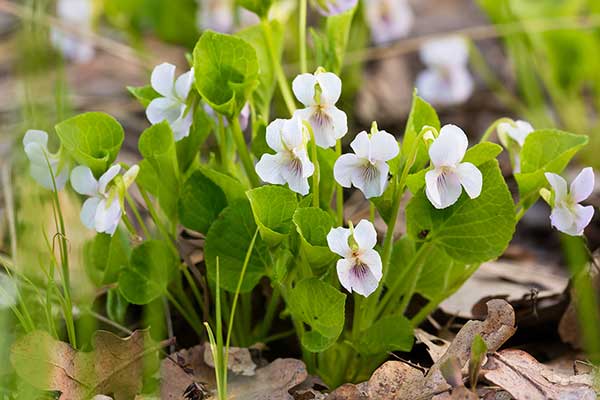 Fiołek przedziwny (Viola mirabilis)