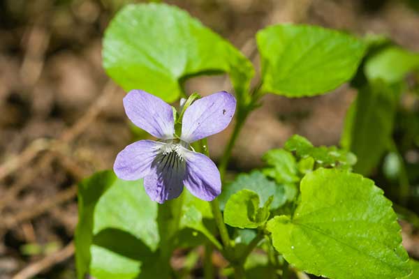 Fiołek psi (Viola canina)