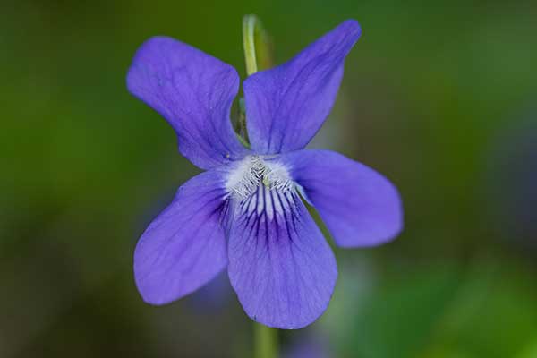 Fiołek Rivina (Viola riviniana)