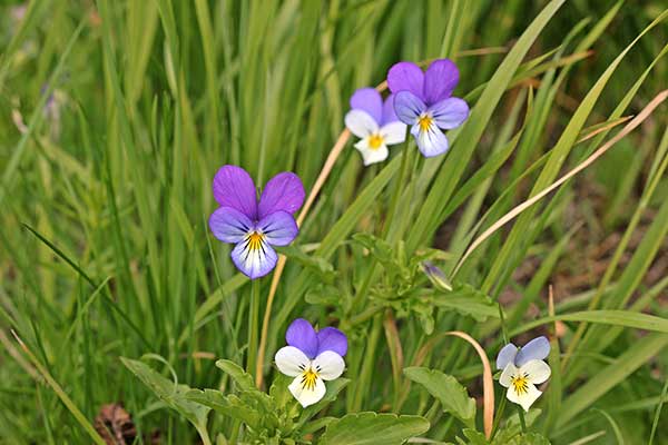 Fiołek trójbarwny (Viola tricolor)