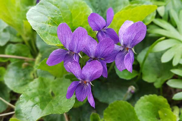 Fiołek wonny (Viola odorata)